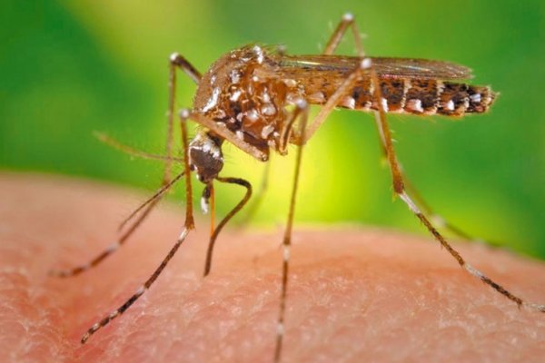Confirman caso de dengue en Saladas