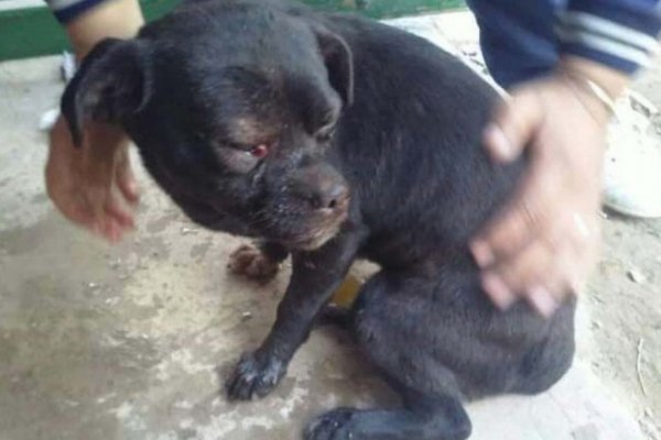 Prisión para un hombre por golpear a su perro en Goya