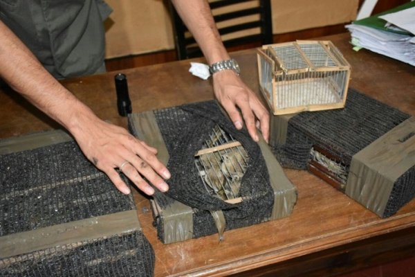 Gendarmería secuestró 45 aves de un vehículo en Santo Tomé