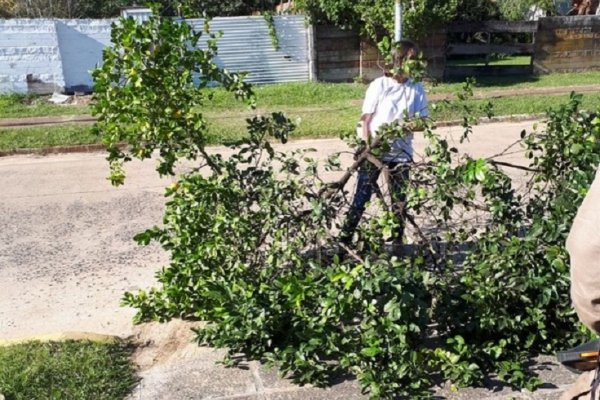 Erradicaron plantas positivas de HLB en Ituzaingó