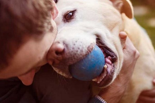 Testearán a perros y gatos para prevenir el Coronavirus