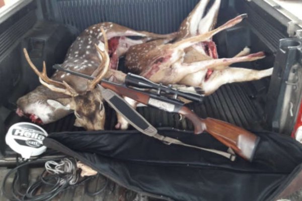 Cazadores cazados: mataron tres ciervos