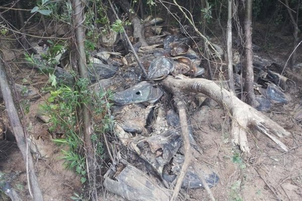 Goya: depredación y masacre indiscriminada de peces en el río Paraná