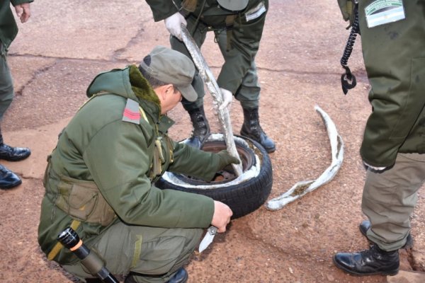 Corrientes: Detuvieron a dos narcos que llevaban marihuana en la rueda de un auto