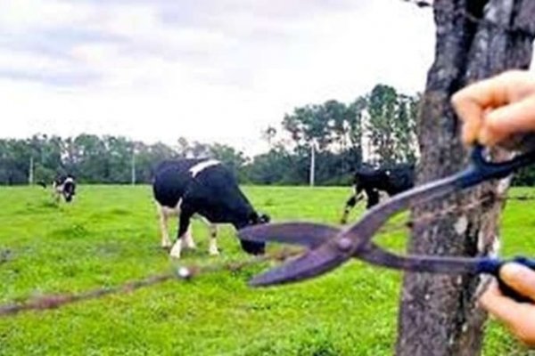 Abigeato: proponen instalar cámaras en accesos y áreas rurales en Monte Caseros