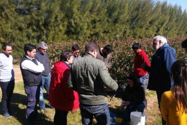 Presentaron en Bella Vista el Plan Operativo Anual para el cultivo de arándanos