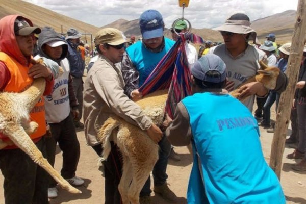 Estudiantes de veterinaria de la UNNE participaron en milenaria tradición de esquila de vicuñas