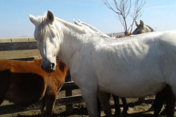 San Martín: Secuestran animales relacionados a supuestos abigeatos