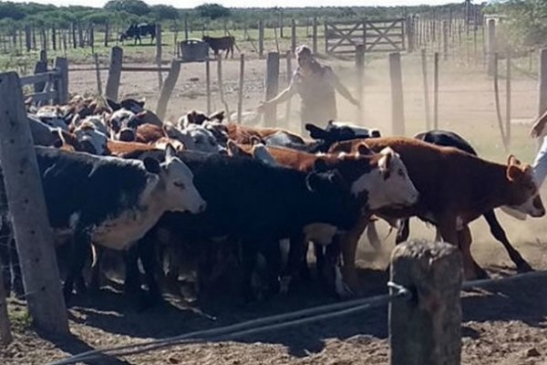 Policía entrerriano juzgado en Corrientes por caso de abigeato