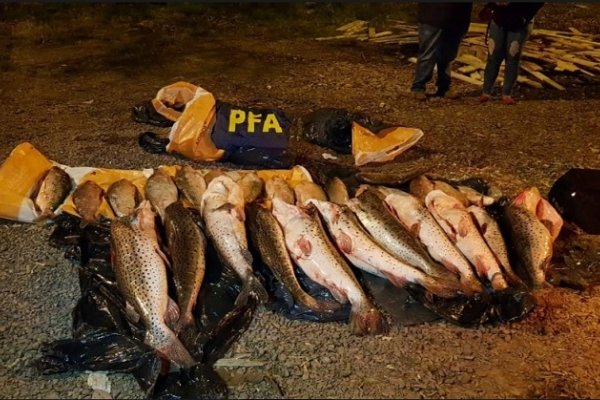 Pesca ilegal en Corrientes: incautan ejemplares de surubí y sábalos