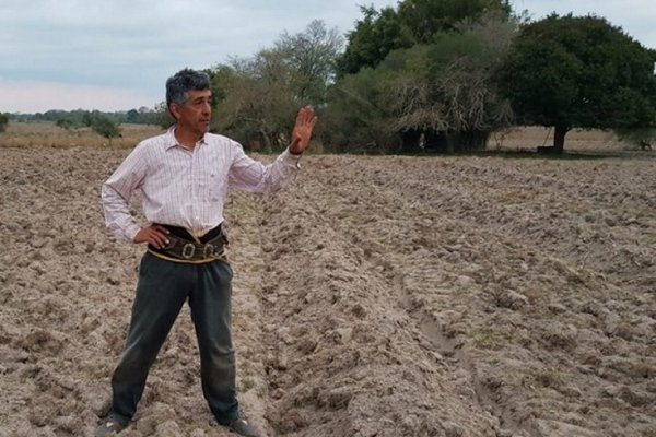 Cortinas Forestales: En Bella Vista prosigue la entrega de plantines