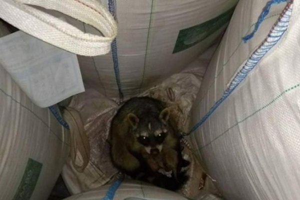 Hallaron un ejemplar de Aguará Popé en una arrocera de Mercedes