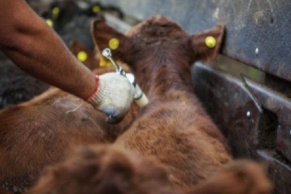 Vacunación Antiaftosa: aprueban costo operativo en $ 13,80