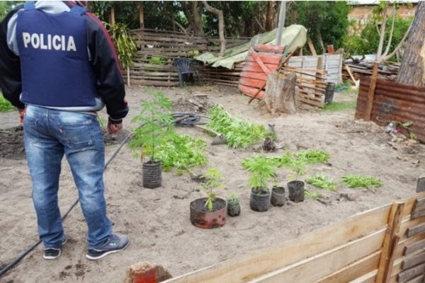 Hallaron una plantación de marihuana en Saladas