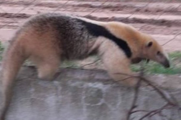 Hallaron un oso melero en una zona urbana de Goya