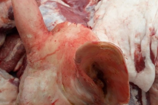 Faena clandestina: Decomisan casi 500 kilos de carne en Empedrado