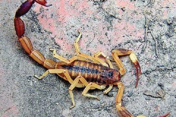 Denuncian invasión de alacranes en Goya: Un chico está grave