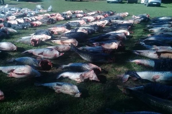 Incautan 6 mil kilos de surubí en el acceso a Paso de la Patria