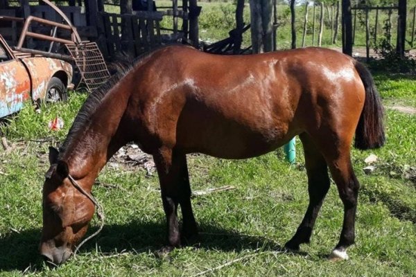 Demoran a un joven con un caballo denunciado como sustraído