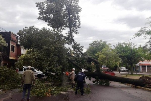 Un enorme árbol cayó sobre Sarmiento y Maipú y provocó corte total de tránsito