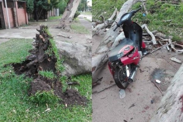 Isla del Cerrito: Una mujer murió aplastada por un árbol y su hija está grave