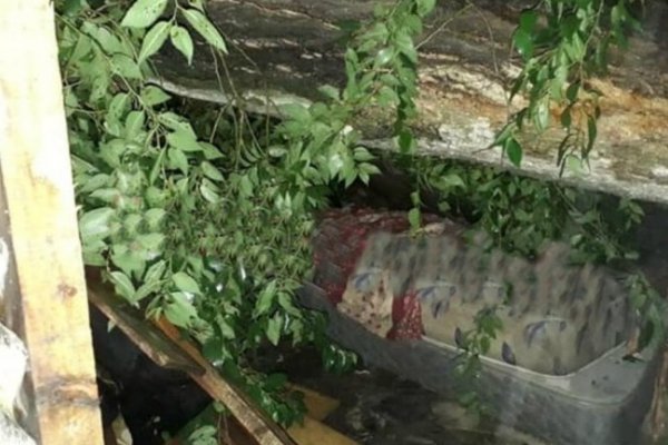 La Plata: Un árbol cayó en un casa y mató a una persona