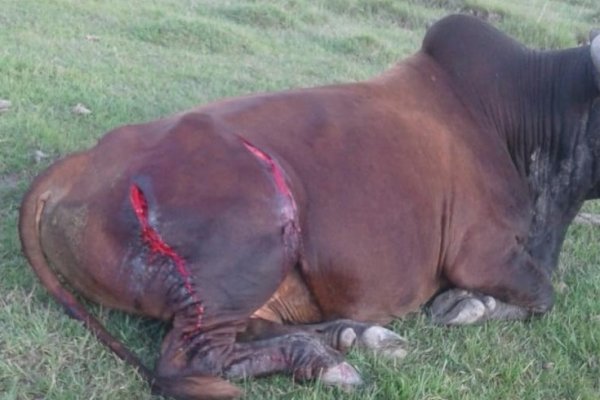 San Luis del Palmar: Allanaron un domicilio y recuperan un animal