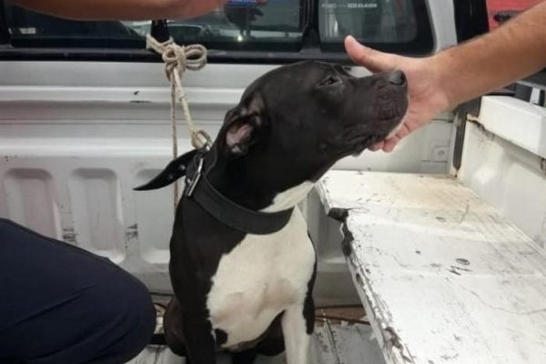 Policías recuperaron un animal de raza denunciadocomo sustraído
