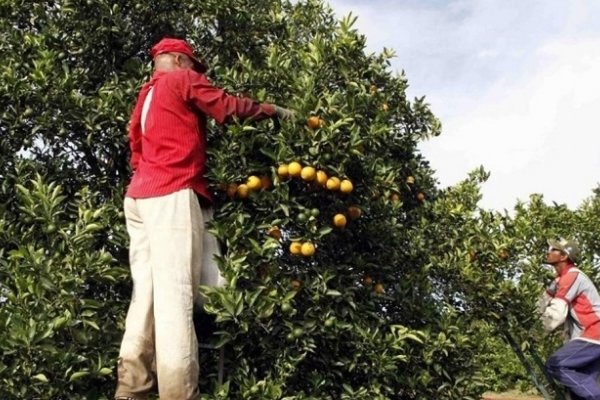 Cooperativa de Monte Caseros comienza a exportar jugos cítricos concentrados a Holanda