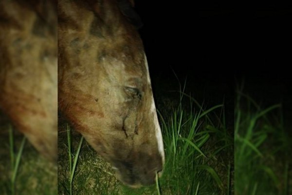 Paso de los Libres: piden sanciones para el hombre que apuñaló a un caballo