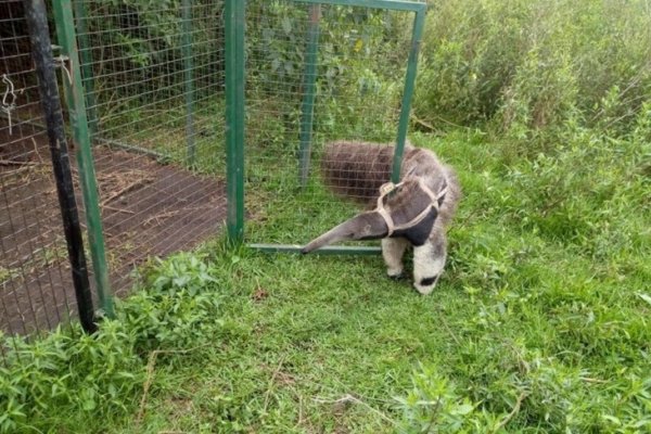 Esteros del Iberá: Liberaron en San Nicolás al oso hormiguero Osvaldo