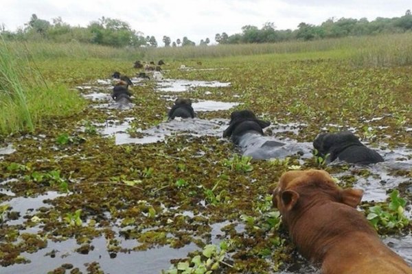 San Luis del Palmar: En la Segunda Sección El Pontón piden asistencia provincial urgente