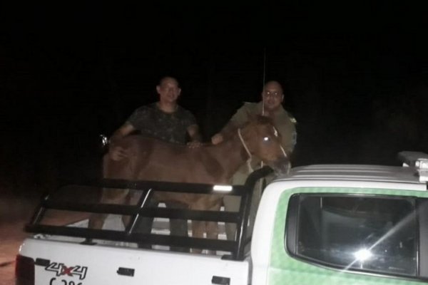 Recuperaron dos caballos que fueron robados de una estancia