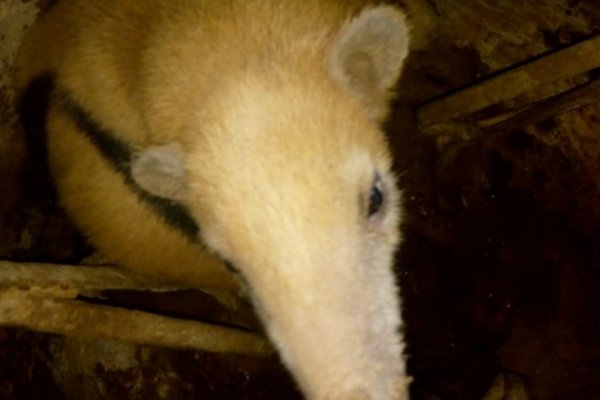 Policías rescataron un oso melero