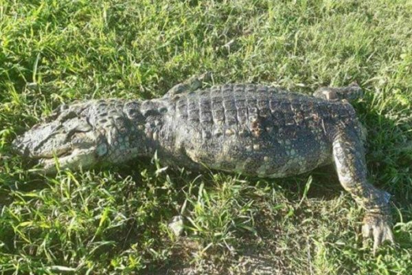 Encontraron un yacaré mutilado en Goya: lo habrían hecho milanesas