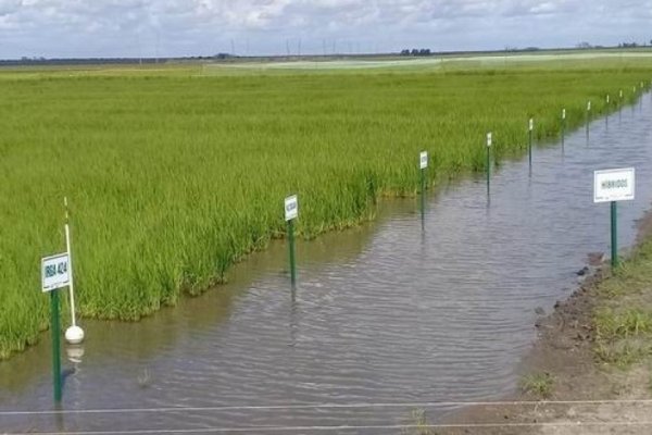 Vaticinan una mejor temporada para el arroz