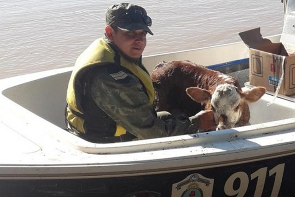 Abigeato: Detienen a tres personas y recuperan más de 20 animales vacunos
