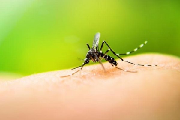 Alerta en Corrientes por casos del tipo 4 de dengue que aparecieron en Misiones