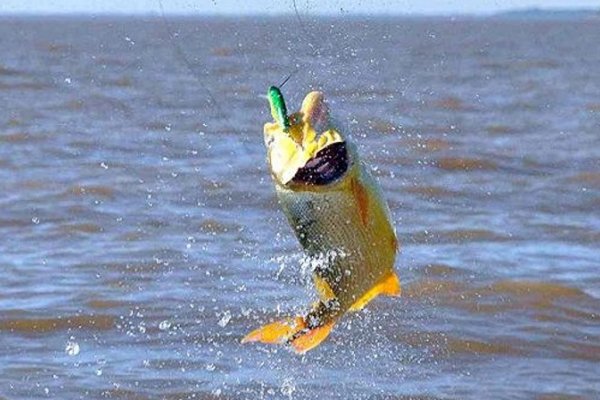 Paso de la Patria inicia la temporada con el  25° Torneo Apertura de la Pesca del Dorado