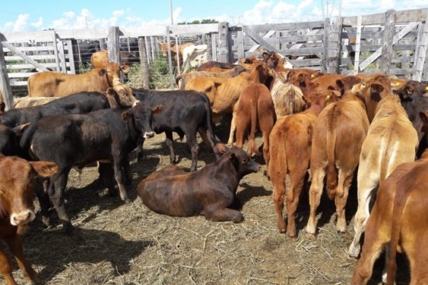 Las tranqueras en Ituzaingó abrieron la doble cartelera de Remates de esta semana