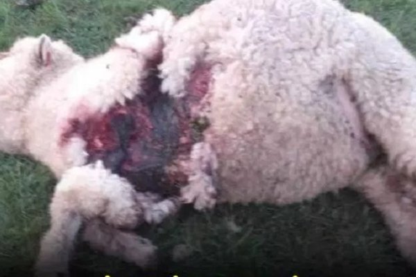 Una jauría ataca y mata ovejas en paraje rural de Mercedes