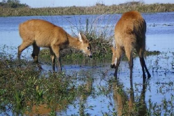 Detectan 20 incendios en Corrientes y cierran un acceso al Parque Iberá