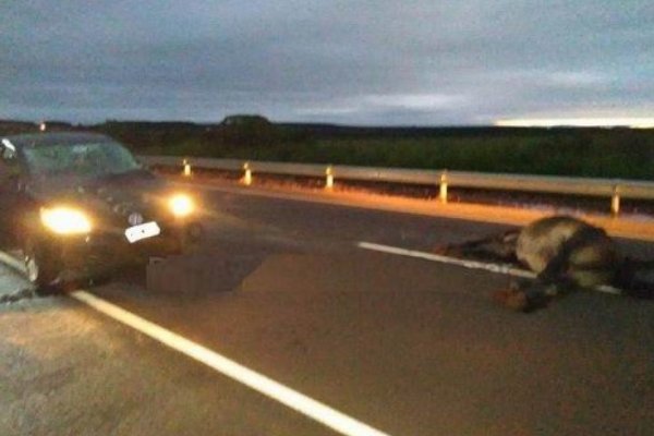 Santo Tomé: Automóvil embistió y mató a un caballo suelto en Ruta 94