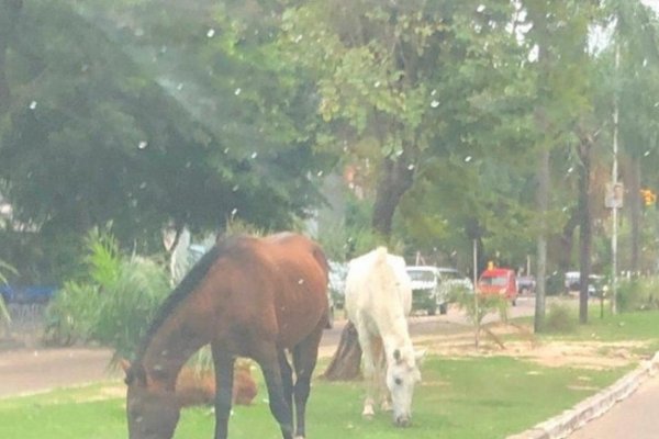 Un nene está grave tras ser pateado en la cabeza por un caballo