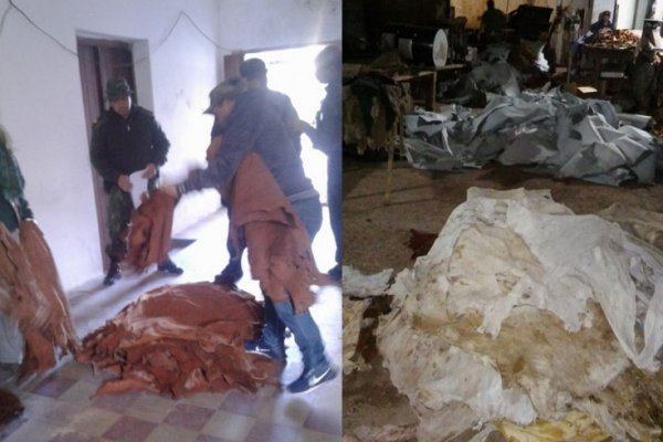 Mercedes: Policías secuestraron 1.273 cueros de carpinchos en talleres clandestinos