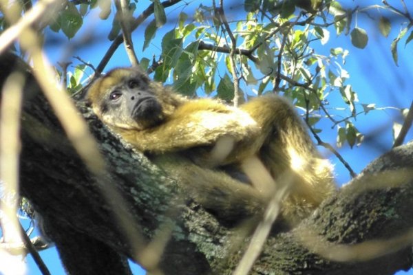Maltrato animal: Acaron a los tiros a un mono carayá