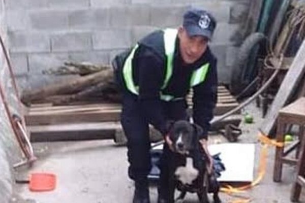 Mocoretá: Recuperan y brindan atención a una perra extraviada
