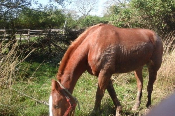 San Luis del Palmar: Recuperan caballos robados