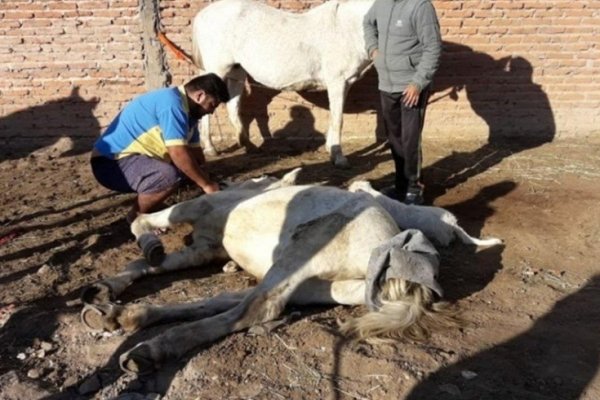 Demoran a 5 personas por maltratar animales