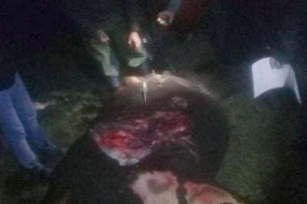 Otro accidente vial en Ruta 12 por animales sueltos